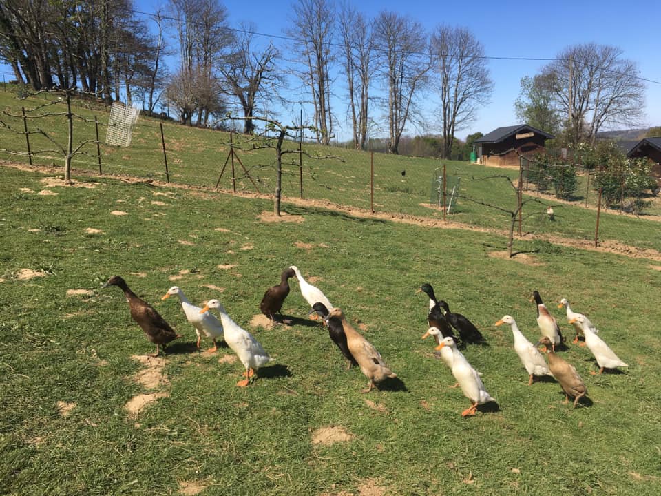 Canard Coureur Indien