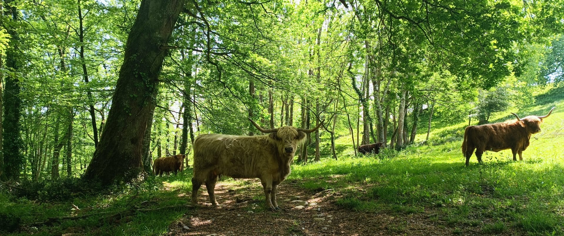 Enclos avec cabanes pour les animaux