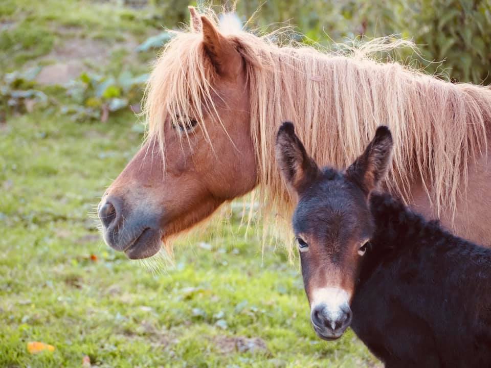 Poney Shetland