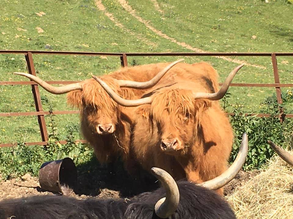 Vache Highland